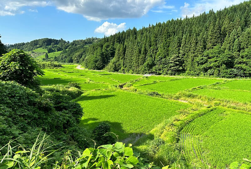 圃場①