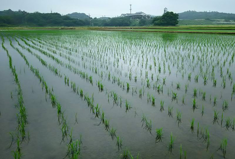圃場①